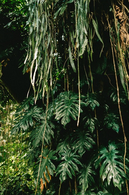 Oahu photograph