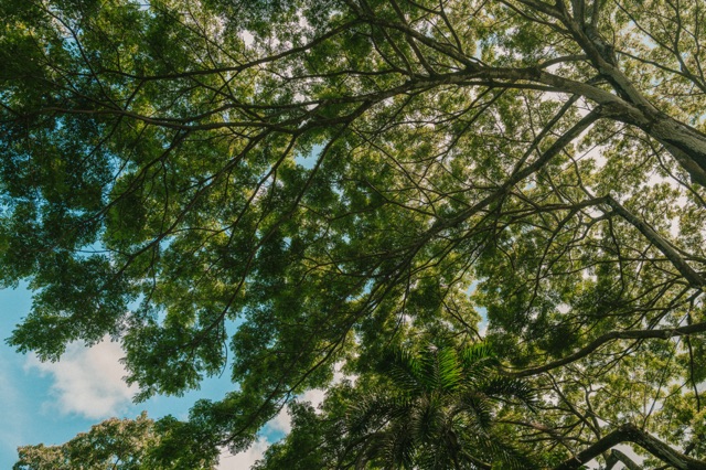 Oahu photograph