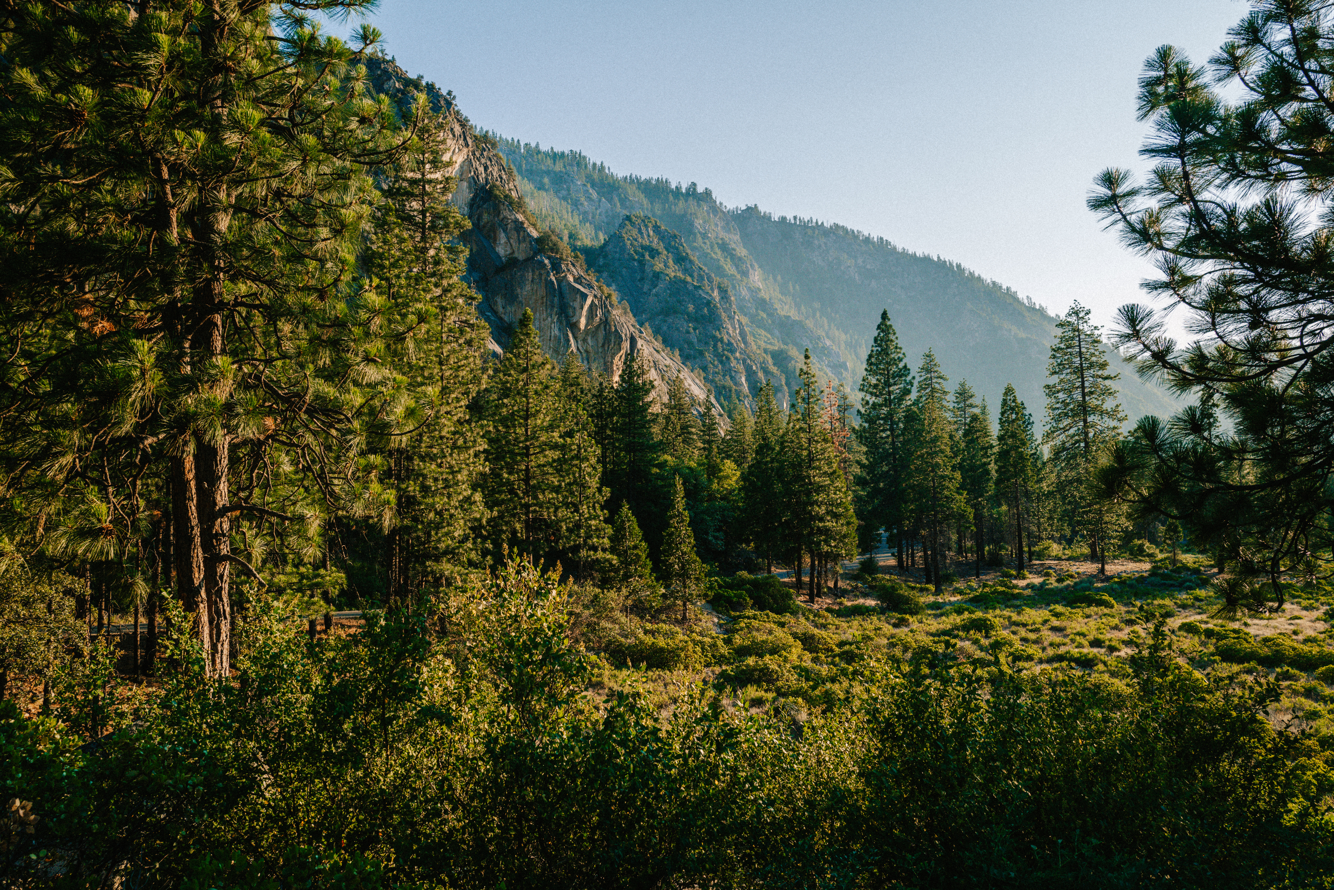 Sequoia