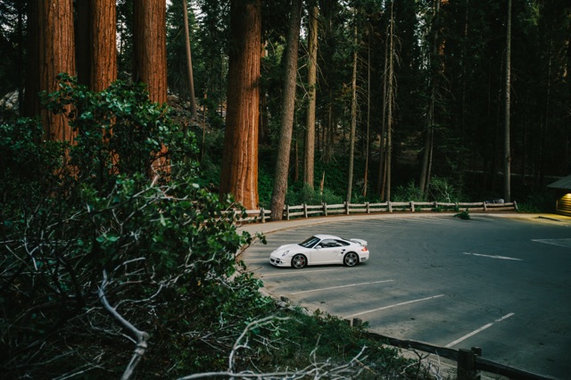 Sequoia photograph