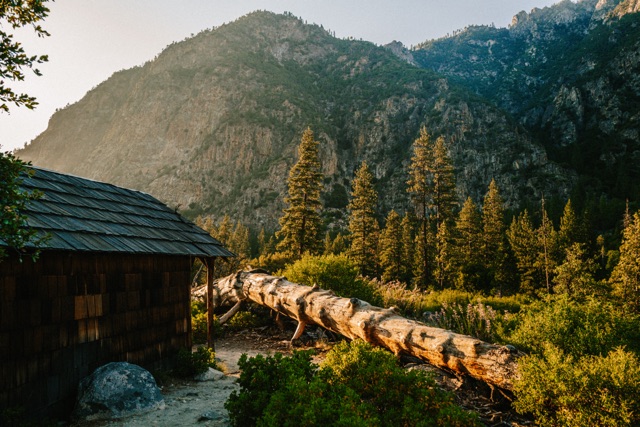Sequoia photograph
