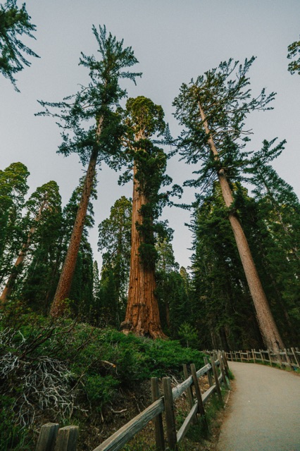 Sequoia photograph