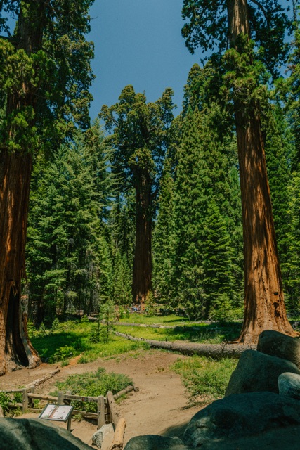 Sequoia photograph