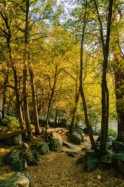 Sequoia photograph