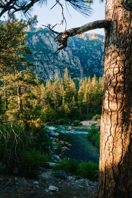 Sequoia photograph