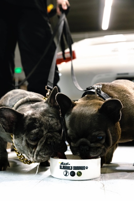Illest x Frenchie Division photograph